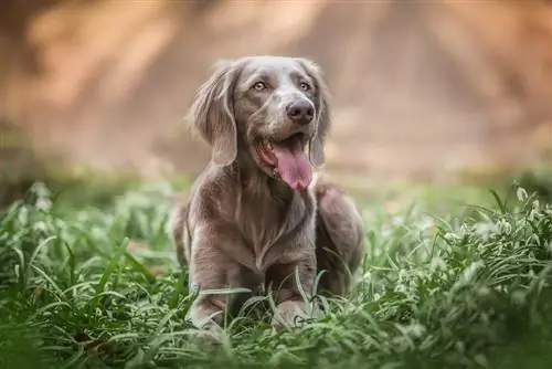 Goldmaraner (Golden Retriever & Weimaraner Mix): መረጃ፣ ሥዕሎች፣ ባህሪያት