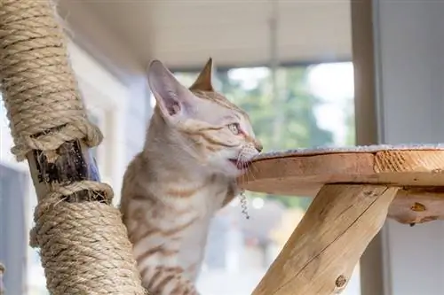 kinakagat ng pusa ang perch ng isang scratching post