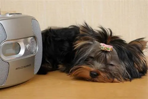 yorkshire terrier puppy na may radio_Shutterstock_Scorpp