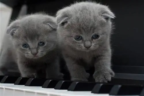 Gatos sentados no piano