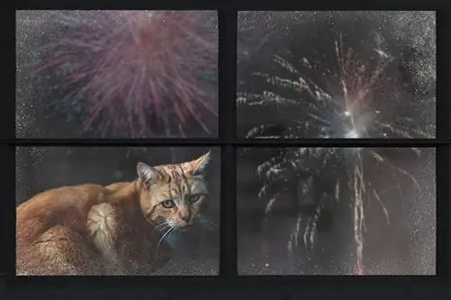 Gato olha pela janela e observa os fogos de artifício