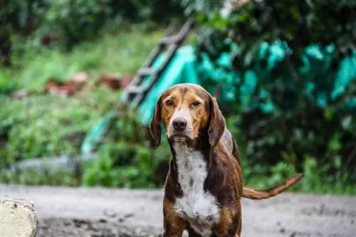 Labloodhound (Lab & Bloodhound Mix): Info, billeder, fakta, træk