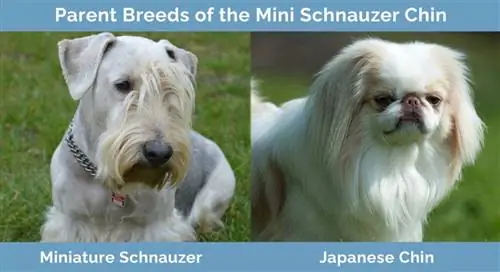 A Mini Schnauzer Chin szülőfajtái