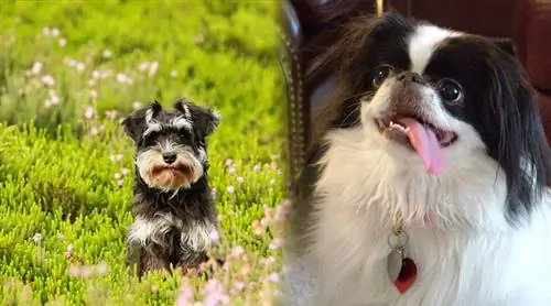 Mini Schnauzer Kin (Miniatuur Schnauzer & Japanese Chin Mix): Prente, eienskappe & Feite