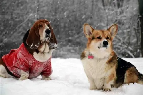 Corgi & Basset Hound ድብልቅ፡ መረጃ፡ ሥዕሎች፡ ስብዕና፡ & እውነታዎች