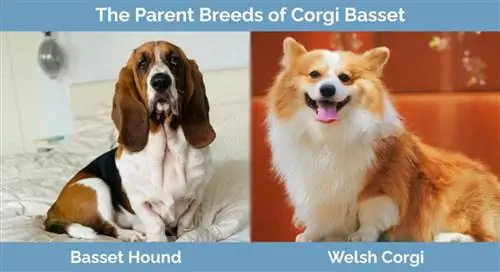 Races parentales de Corgi Basset