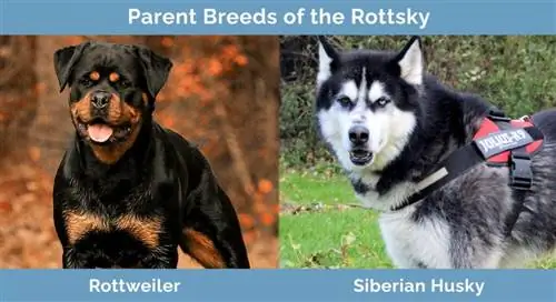 Rottskyens föräldraraser