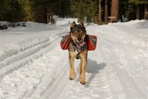 Rottsky i snön