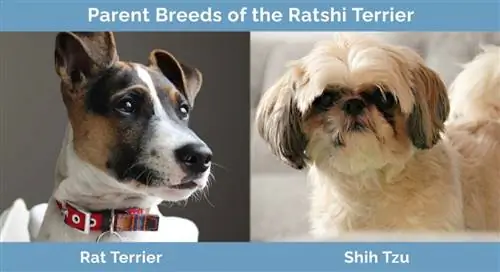 Razze parentali del Ratshi Terrier