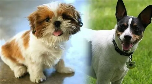 Ratshi Terrier (Rat Terrier & Shih-Tzu Mix): מידע, תמונות, עובדות