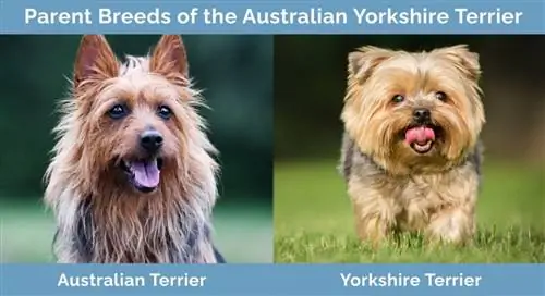 Forældreracer af den australske Yorkshire Terrier