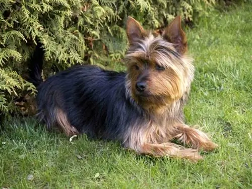 Australian Yorkshire Terrier (Australian Terrier & Yorkshire Terrier Mix): Info & Bilder