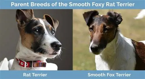 ለስላሳ Foxy Rat Terrier የወላጅ ዝርያዎች