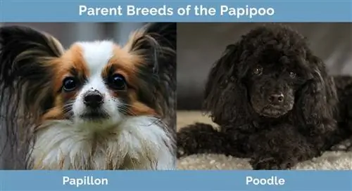 Parent Breeds of the Papipoo