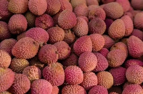 Umoden litchi