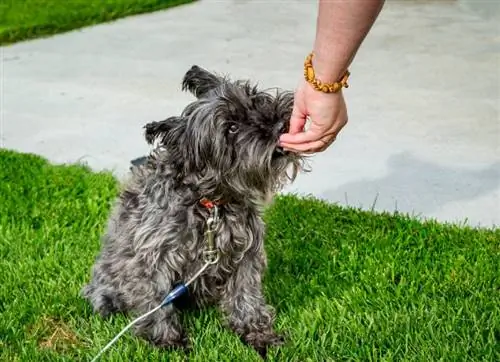 dvergschnauzer hund tar en godbit fra eieren