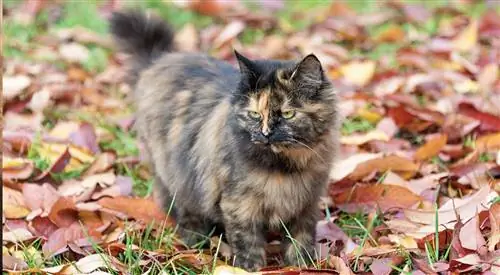 Mèo Tortoiseshell có gây dị ứng không? Những gì bạn cần biết