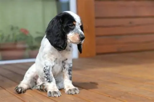 cocker spaniel marrón blanco negro