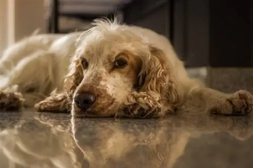 cocker spaniel