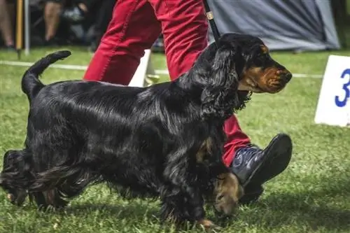 swart en bruin cocker spaniel