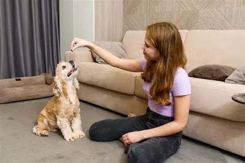 cocker spaniel met lekkerny