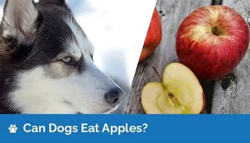 Kunnen honden appels eten? Zijn appels veilig voor honden?