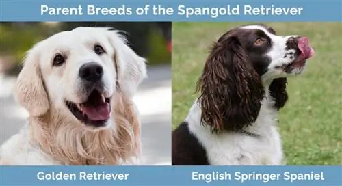 የ Spangold Retriever የወላጅ ዝርያዎች