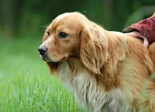 Spangold Retriever - Ит тукуму жөнүндө маалымат: Сүрөттөр, инсандык & Фактылар