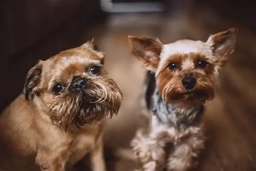 yorkshire terrier og brussels griffon