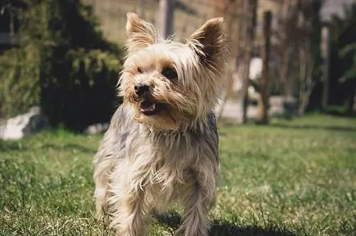 Griffonshire (Brussels Griffon & Yorkie Mix): Maklumat, Gambar, Fakta