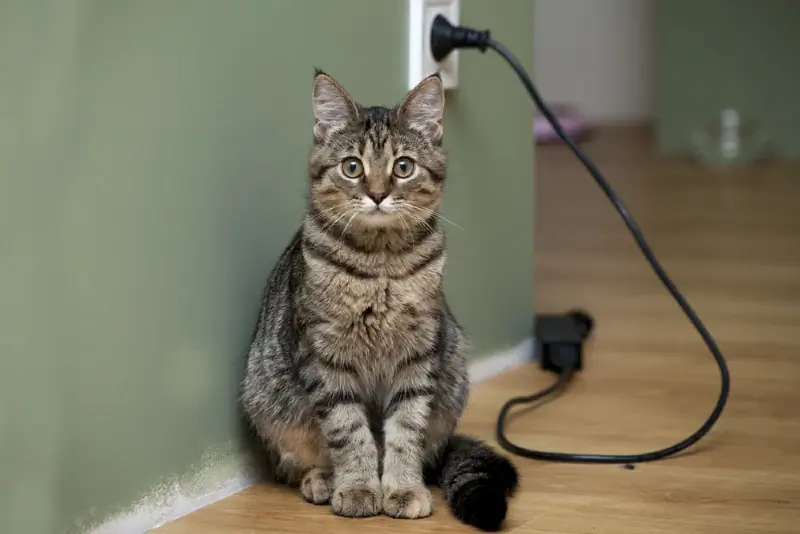 Les chats peuvent-ils détecter l'électricité ? La réponse choquante