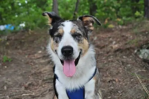 Heeler Pei (Australijos galvijų šuo & Shar Pei Mix): informacija, nuotraukos