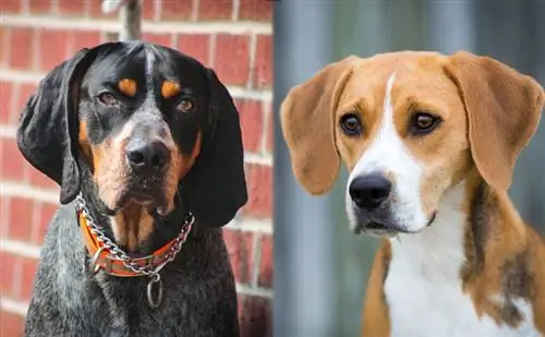 Bluetick Coonhound Harrier-ის მშობელი ჯიშები