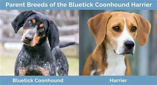 Bluetick Coonhound Harrierin emorodut