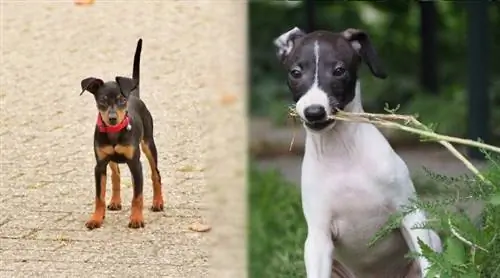 Min Pin & Italian Greyhound Mix: Məlumat, Şəkillər, Faktlar, & Xüsusiyyətlər