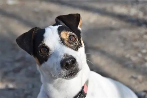 Jack Russellinterrieri katsoo ylös