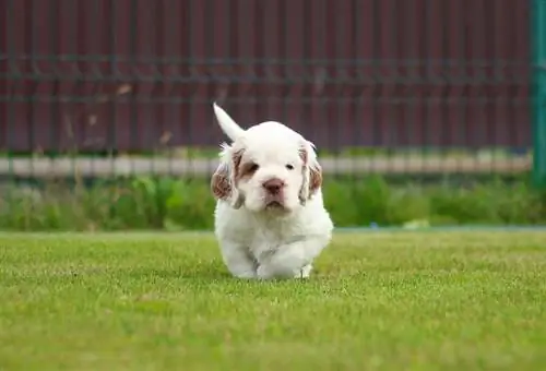 Clumber Spaniel Welpe