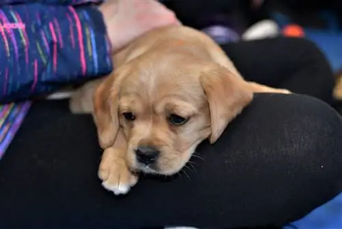 Cavador (Cavalier King Charles Spaniel & Lab Mix): Πληροφορίες, φωτογραφίες