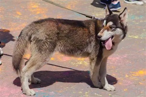 Siberian Indian Dog