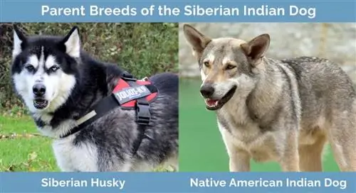 Razas parentales del perro indio siberiano