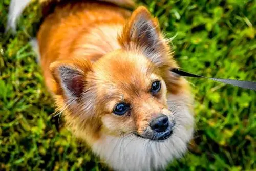 Dameranian (Dachshund & Pomeranian Mix): اطلاعات، تصاویر، حقایق