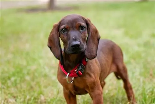 Bavarian mountain hound puppy_bartek lichocki_shutterstock