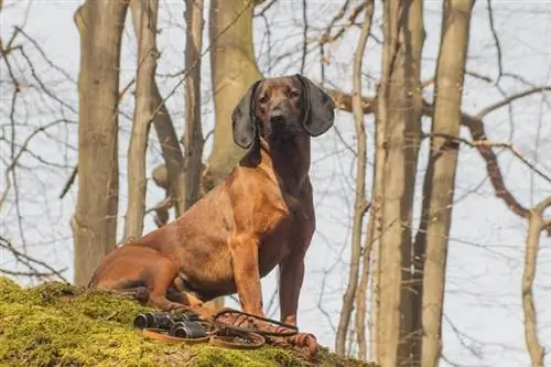 Bavarian Hound