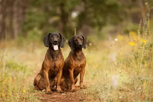 Chiens de montagne bavarois