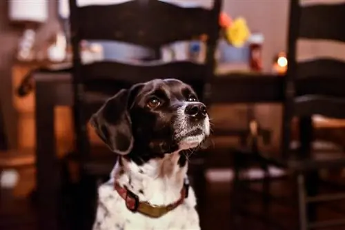 Boingle (Beagle & German Shorthaired Pointer Mix): ინფორმაცია, სურათები