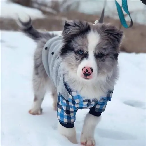 Australian Eskimo (American Eskimo & Australian Shepherd Mix): Bilder & Info