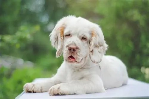 Šteniatko labrabora Clumberšpaniela