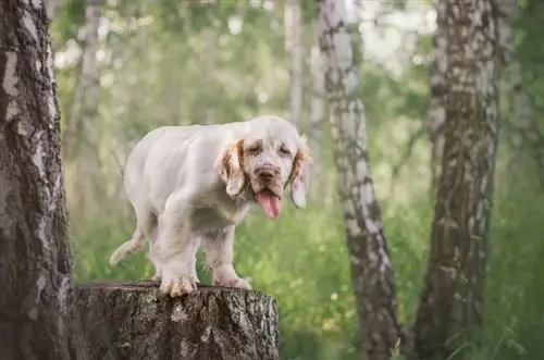 chó con chó tha mồi clumber spaniel