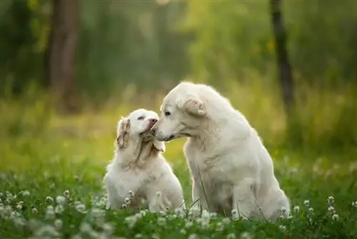 Golden Retriever og Clumber Spaniel