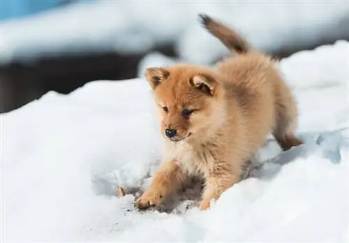 Finnish Spitz күчүк